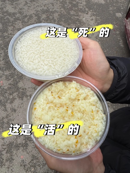 长期吃醪糟内容样本